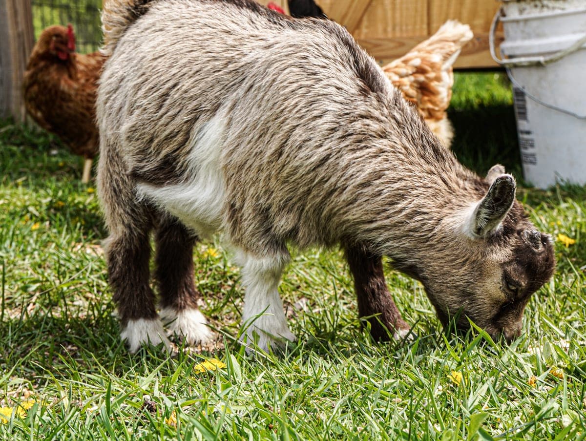 Goats at Dream Drops farm